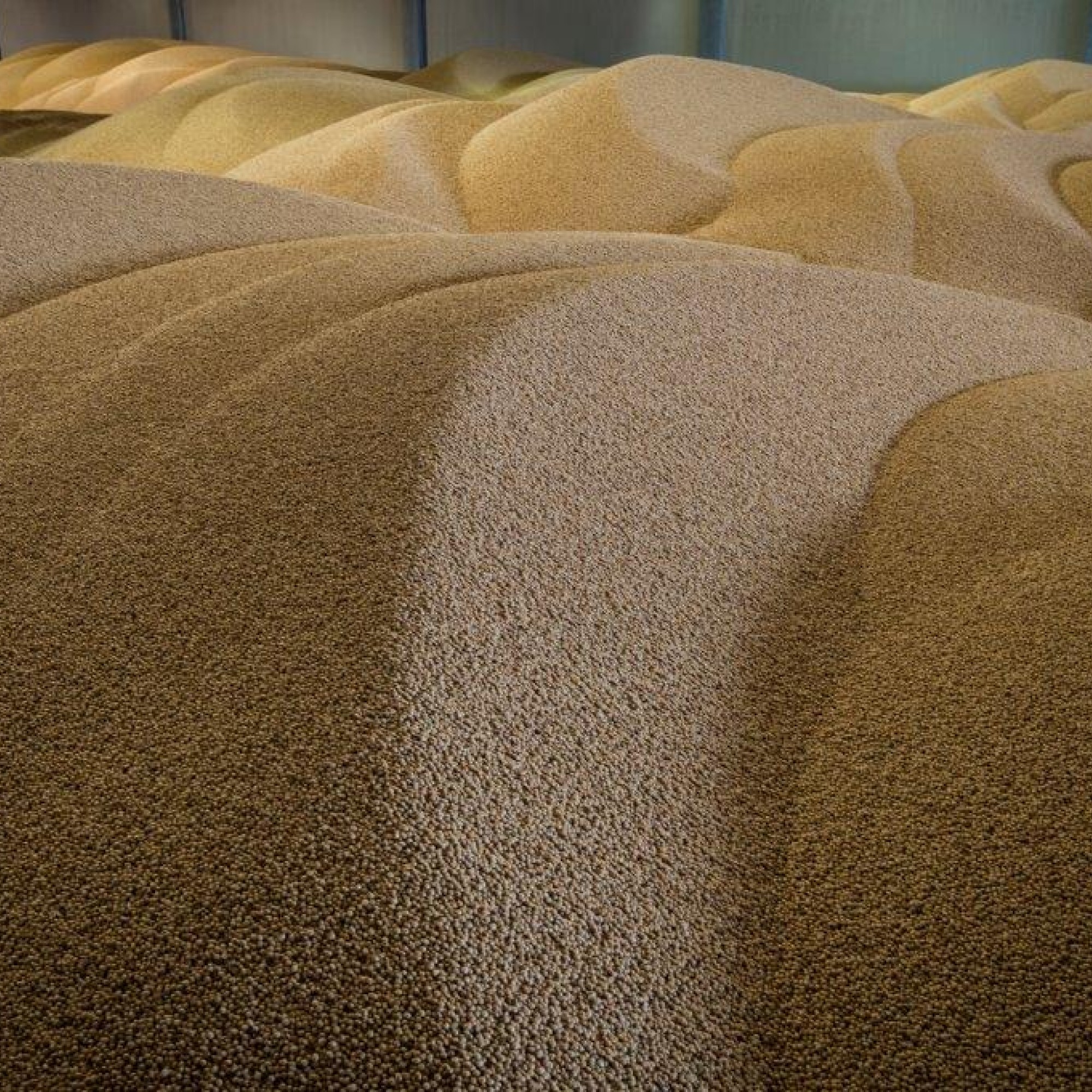 Products | Soyl organic soy products: soybean expellers, soybean oil ...